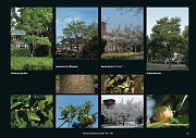 dreefbomen-serie-80_Pagina_33