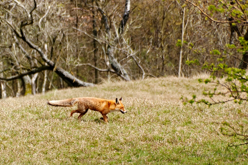 waterleidingduinen