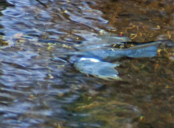 waterleidingduinen-2