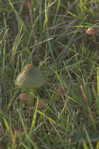 TAOU-20141121_IGP6439-001-papagaaizwam.jpg - papagaaizwammetje