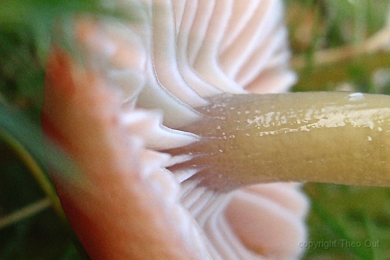 TAOU-20141125PB250088ad-slijmwasplaat.jpg - OLYMPUS DIGITAL CAMERA